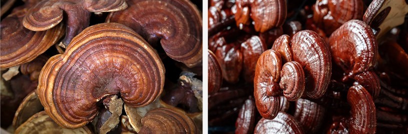 Organic Reishi Extract.jpg